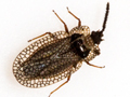 Kalama tricornis